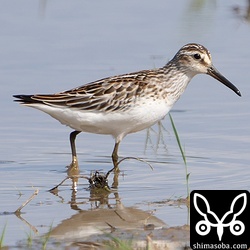 キリアイ幼鳥。このエリアのキリアイは3羽になりました。