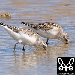 トウネン成鳥(手前)と幼鳥。