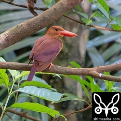 上のアカショウビンの近くにいた個体。アカショウビンは渡りの季節が近づくとなんとなく小規模に集合している気がします。