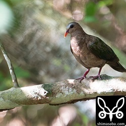 上の成鳥と同じ餌場に現れた幼鳥のオス。親子かもしれませんね。