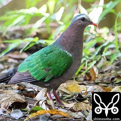 いつもの餌場に現れたキンバトのオス。