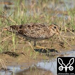 チュウジシギ成鳥。