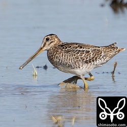 チュウジシギ幼鳥。