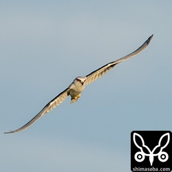 この日のカタグロトビの狩りは、うまくいかなかったようでした。