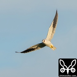 西日が当たると赤い目が一段と輝きます。