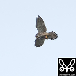 ソアリングしながら獲物を食っていました。