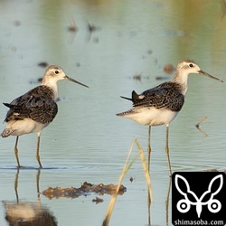 コアオアシシギ幼鳥2羽。第1回冬羽へ移行中。