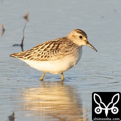 ヒバリシギ幼鳥。