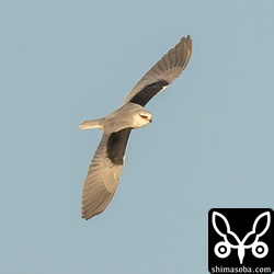 この季節、夕方は東風が吹きホバリングは後ろ向きですが、カタグロトビの移動時には身をひるがえし、背面も見せてくれます。