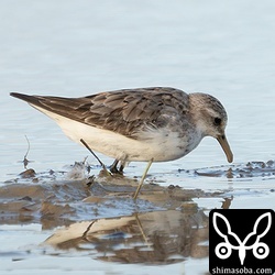 トウネン成鳥。冬羽へ換羽中。