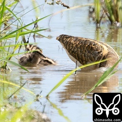 タマシギの親子。ヒナを4羽連れていました。