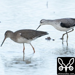 コアオアシシギ冬羽へ。