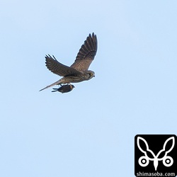 ツメナガセキレイを捕まえたチョウゲンボウ幼鳥オス。