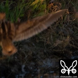 飛んだ2羽を同時に撮ろうとしたらこんなことに…。上と同個体。