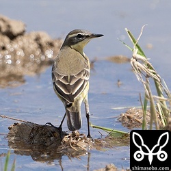 マミジロツメナガセキレイのメス冬羽。