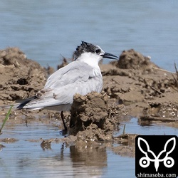 クロハラアジサシ第1回冬羽。