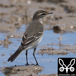 マミジロツメナガセキレイ第1回冬羽。