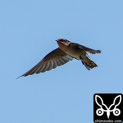 リュウキュウツバメ成鳥。