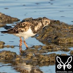キョウジョシギ成鳥。冬羽へ換羽中。