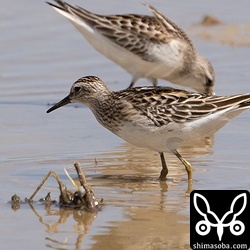 ヒバリシギ(手前)とトウネン。両方とも幼鳥。