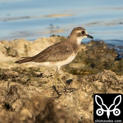 オオメダイチドリ冬羽。