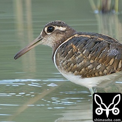 タマシギのオス成鳥。