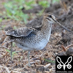上と同個体。尾羽の外側が細いタイプだったのでうれしさ倍増!!