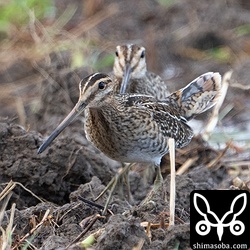 ハリオシギ(奥)に追われるタシギ。このハリオシギはチュウジシギにはちょっかいを出しませんが、タシギは全て追い払っていました。
