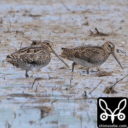 チュウジシギの成鳥(右)と幼鳥。