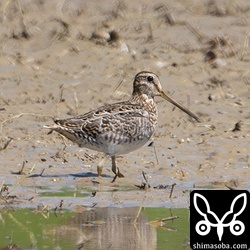 チュウジシギ幼鳥。