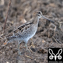 こちらもチュウジシギで迷わない。