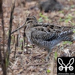 こちらもチュウジシギ幼鳥。
