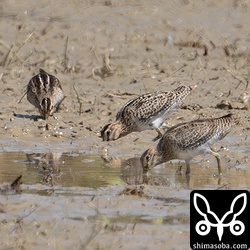 ハリオシギ(手前)とチュウジシギ。全て幼鳥。