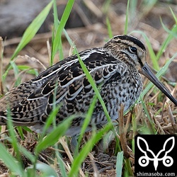 一番近い距離にいましたが、動く気配なし。渡って来たばかりで疲れているのか。
