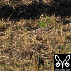 ベニバトの成鳥メス。オスも含めて3羽いますが、猛禽類に警戒して出てこない。一緒に行った子どもたちの帰るコールが始まったので、ここまでで帰宅。