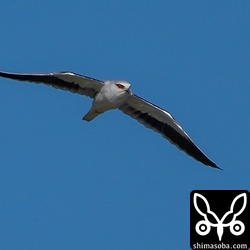 アメリカウズラシギを見ていたらカタグロトビがやって来ました。