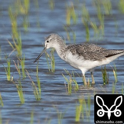 アオアシシギ冬羽。