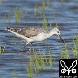 コアオアシシギ冬羽。