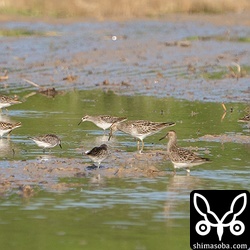 アメリカウズラシギ、ヒバリシギ、トウネンの群れ。