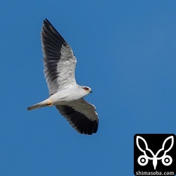 すぐに方向転換してどこかへ行ってしまった。アメリカウズラシギを飛ばされずに一安心。^^