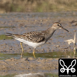 もう一羽アメリカウズラシギ。こちらも幼鳥でした。