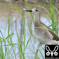 上と同個体。稲につく虫を食っていました。