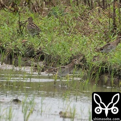 左からチュウジシギ、チュウジシギ、ハリオシギ、チュウジシギ。