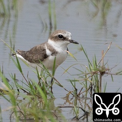 シロチドリ冬羽。