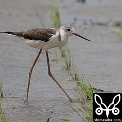 セイタカシギ第1回冬羽。