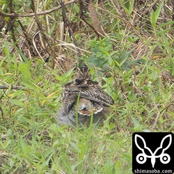 上の左から2番目と同個体。