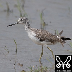 アオアシシギ冬羽。