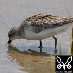 こちらもトウネン。