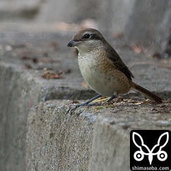 シマアカモズ第1回冬羽。