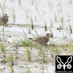 今季初のムナグロ幼鳥。